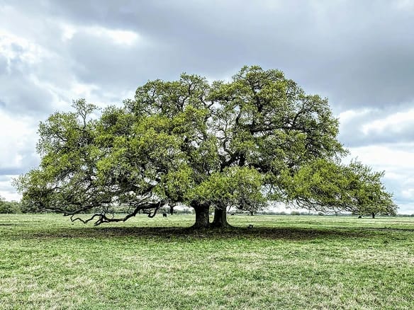 Live Oak Tree