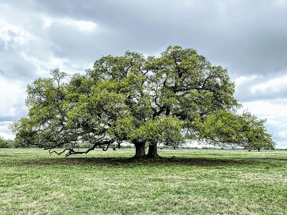 Live Oak Tree