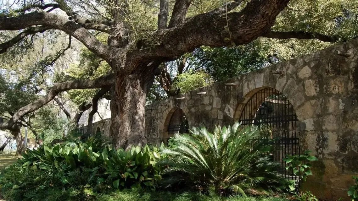 Texas Live Oak